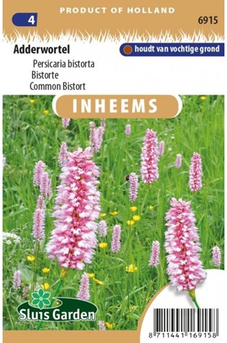 Adderwortel - Persicaria bistorta-2