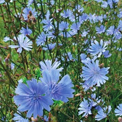 Chicorée sauvage - Cichorium intybus
