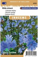 Chicorée sauvage - Cichorium intybus-2