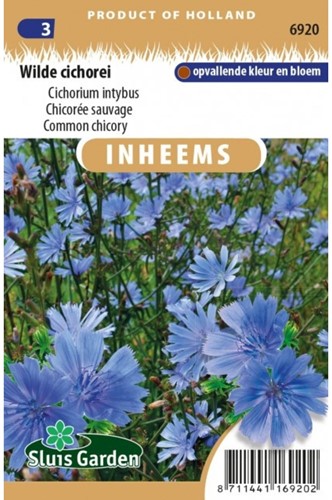 Chicorée sauvage - Cichorium intybus-2