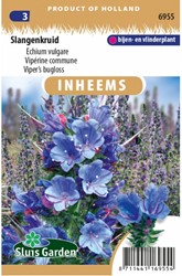 Vipérine commune - Echium vulgare