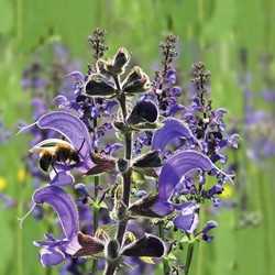 Veldsalie - Salvia pratensis