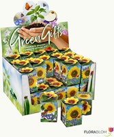 Greengift Tournesol 40 pcs en Showbox