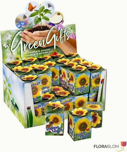 Greengift Tournesol 40 pcs en Showbox