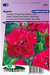 Oeillet Magenta - Dianthus Chabaud