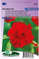 Oeillet Etincellant Red - Dianthus Chabaud