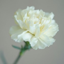 Oeillet Jeanne Dionis - Dianthus Chabaud