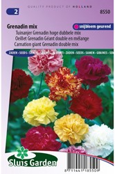 Oeillet Grenadin Mix - Dianthus Chabaud