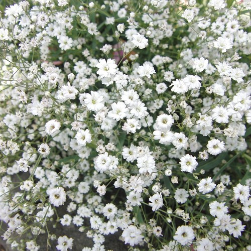 Gipskruid Covent Garden - Gypsophila