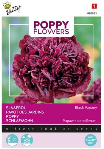 Pavot des Jardins Black Paeony - Poppy Flowers