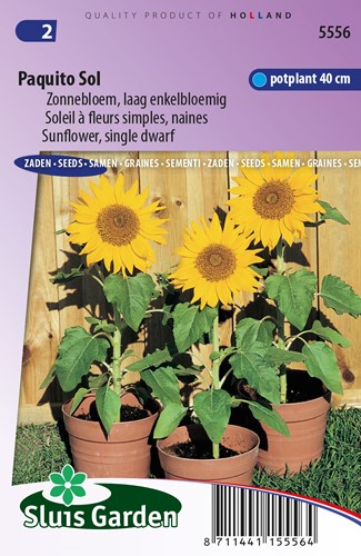 Tournesol Paquito Sol - Helianthus annus