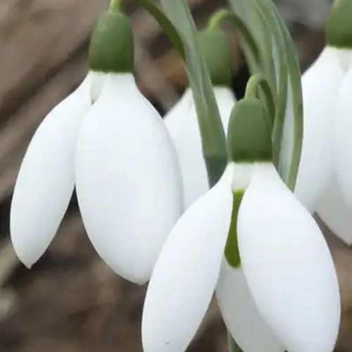 Grand Perce-Neige Elwesii - Galanthus (En Vrac)