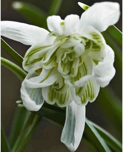 Perce-Neige Flore Pleno - Galanthus