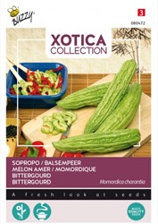 Melon amer / Momordique - Xotica Collection