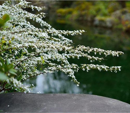 Spiraea Arguta Spirée