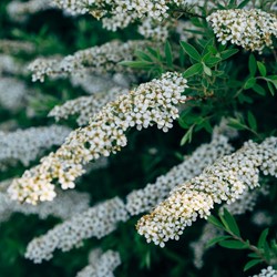 Spiraea arguta Spierstruik
