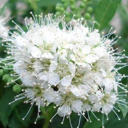 Spiraea japonica Albiflora - Spirée