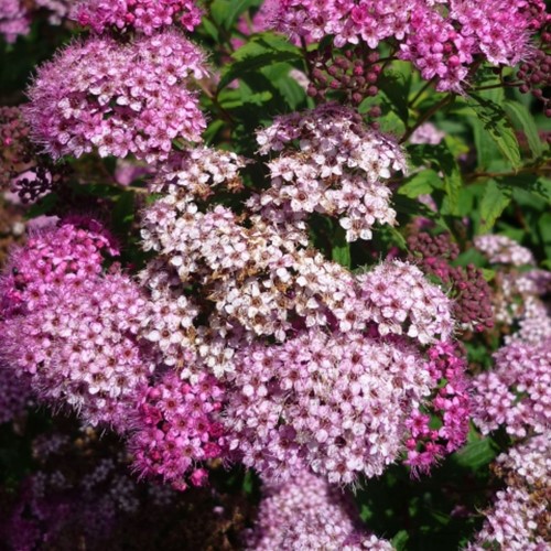 Spiraea Japonica Genpei - Spirée Japonaise