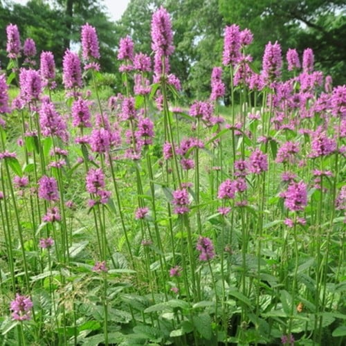 Stachys monieri Hummelo - L Oreille de Lapin