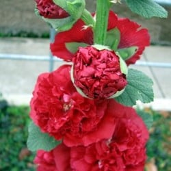 Rose Trémière Rouge - Alcea rosea