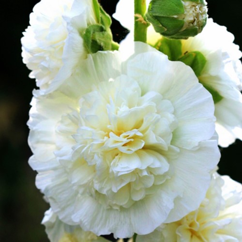 Rose Trémière Blanc - Alcea Rosea