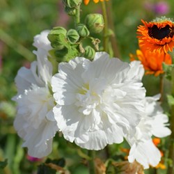 Rose trémière Blanc - Alcea rosea