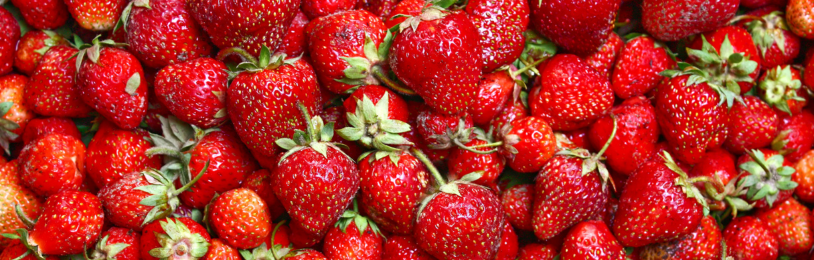 Cultiver des fraises
