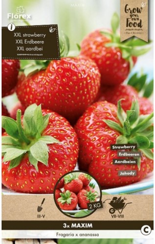 Fraises Maxim (en graines) - Fragaria-3