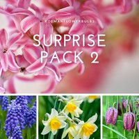 Bulbes Surprise Pack 2