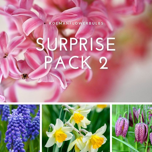 Bulbes Surprise Pack 2