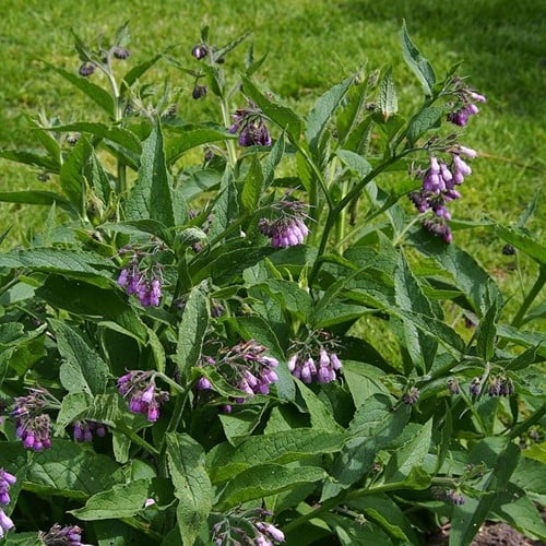 Symphytum grandiflorum - Consoude