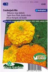Tagète Crackerjack Mix - Tagetes