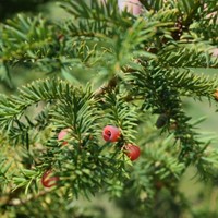 Taxus Media Groenland - Venijnboom (Sixpack)-2