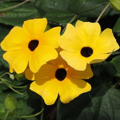 Suzanne aux yeux noirs Jaune – Thunbergia alata