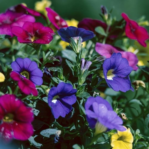 Suzanne aux yeux noirs Mix – Thunbergia alata