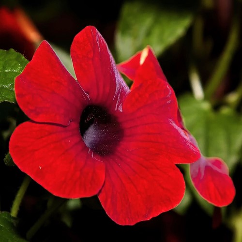Suzanne aux yeux noirs Rouge – Thunbergia alata