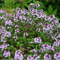 Thym serpolet (Pack de Six)