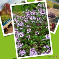 Thym serpolet (Pack de Six)-3