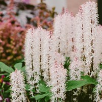 Tiarelle Cordifoliée - Tiarella cordifolia (Pack de Six)