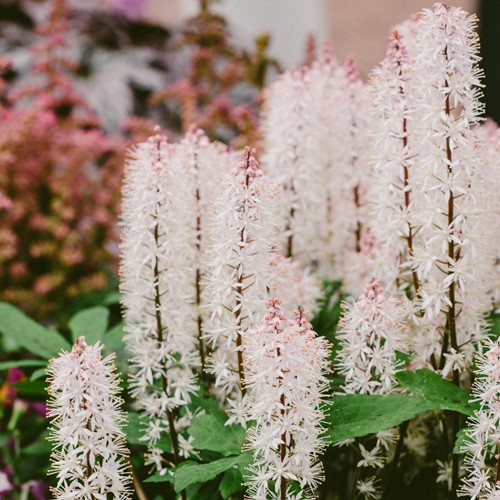 Tiarelle Cordifoliée - Tiarella cordifolia (Pack de Six)