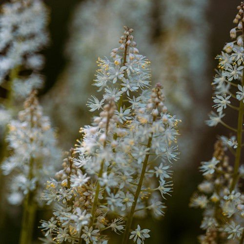 Tiarella wherryi - Tiarelle