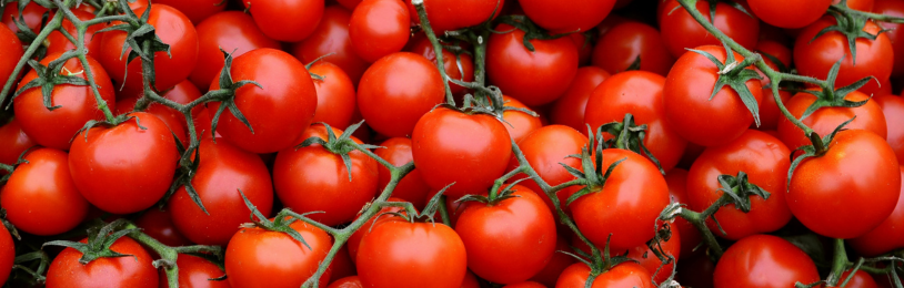 Cultiver des tomates