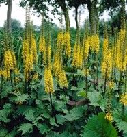 Ligulaire de Chine (Ligularia przewalskii)