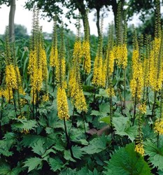 Ligulaire de Chine (Ligularia przewalskii)