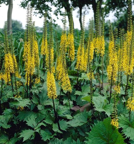 Ligulaire de Chine (Ligularia przewalskii)