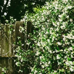 Jasmin Étoilé - Trachelospermum jasminoides (Pack de Six)