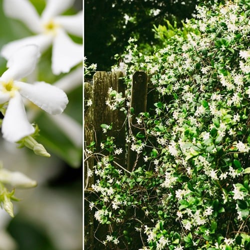 Jasmin Étoilé - Trachelospermum Jasminoides