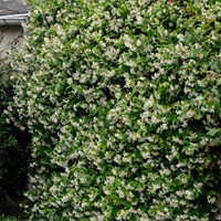 Jasmin Étoilé - Trachelospermum Jasminoides