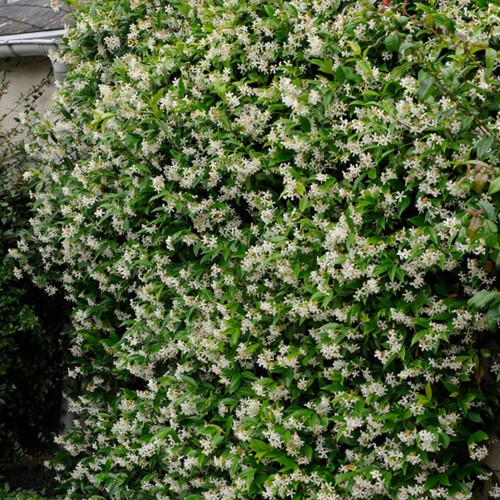 Jasmin Étoilé - Trachelospermum Jasminoides