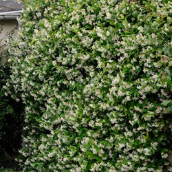Jasmin Étoilé - Trachelospermum jasminoides (Pack de Six)